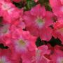 Seminte profesionale Petunia grandiflora- Petunia de gradina - imagine 23123